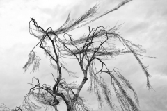 Aus der Serie »Wind«, 2018 - 2020, Fotografie, 30 x 45 cm